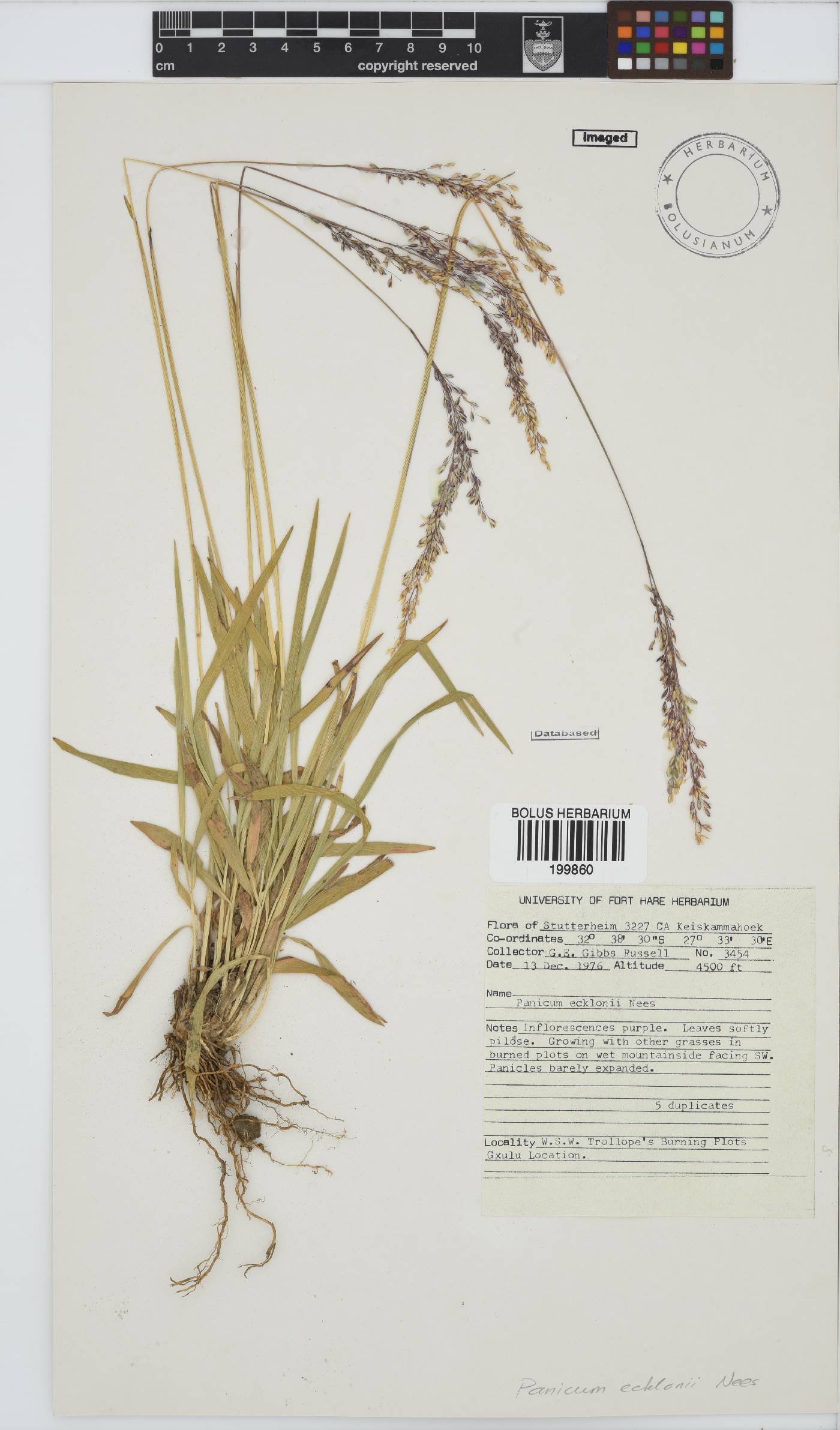 Panicum ecklonii image