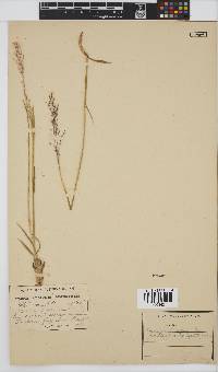 Panicum ecklonii image