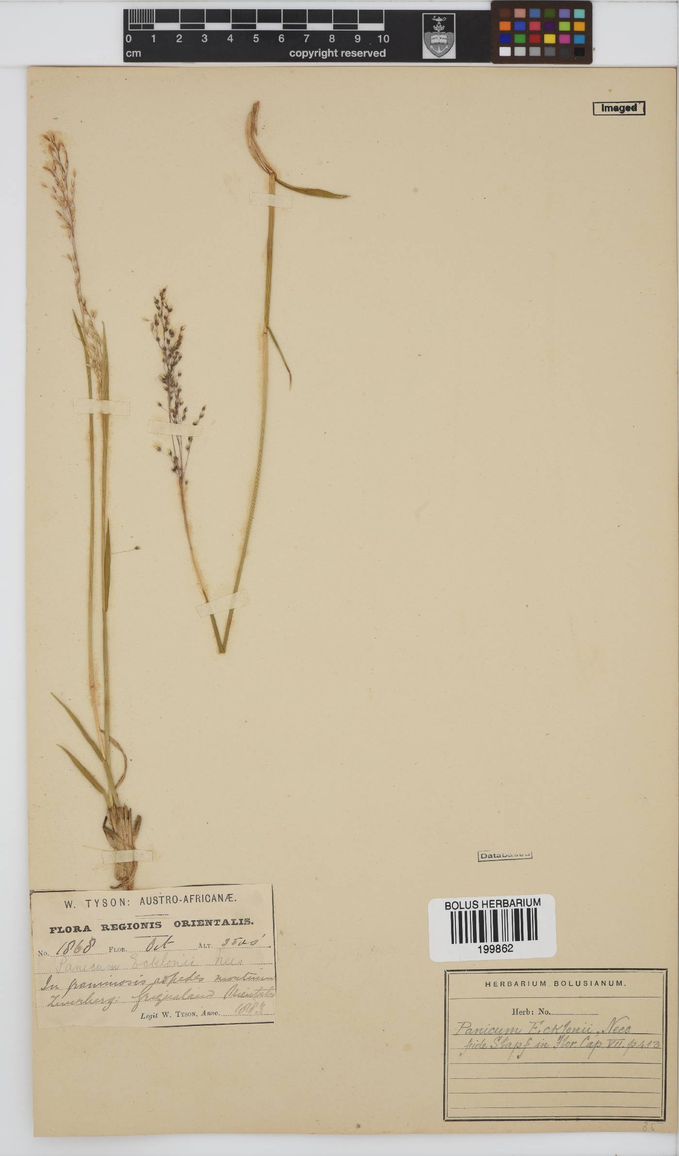 Panicum ecklonii image