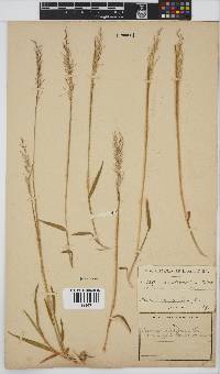 Panicum ecklonii image