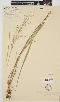 Panicum fluviicola image