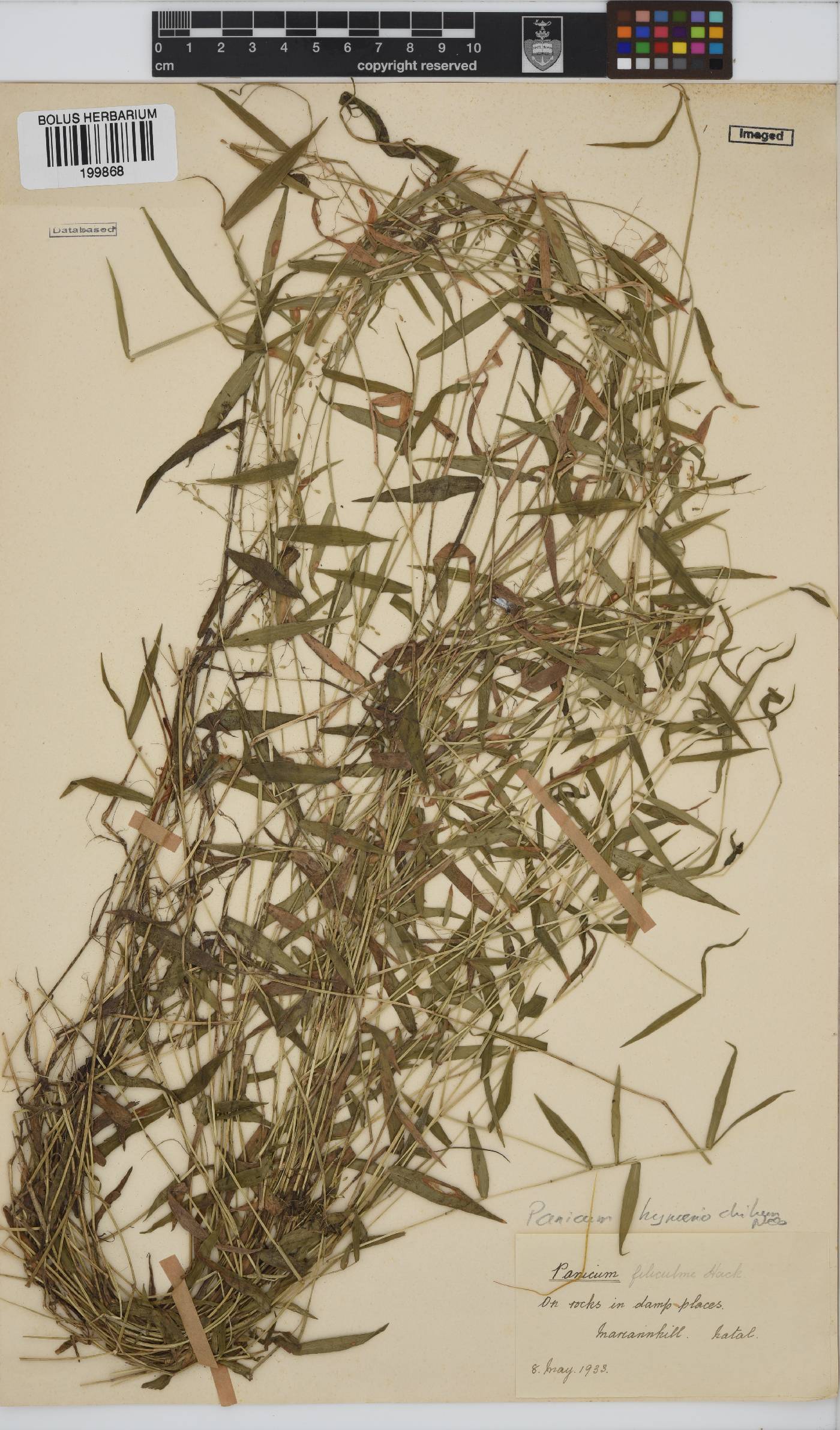 Panicum hymeniochilum image