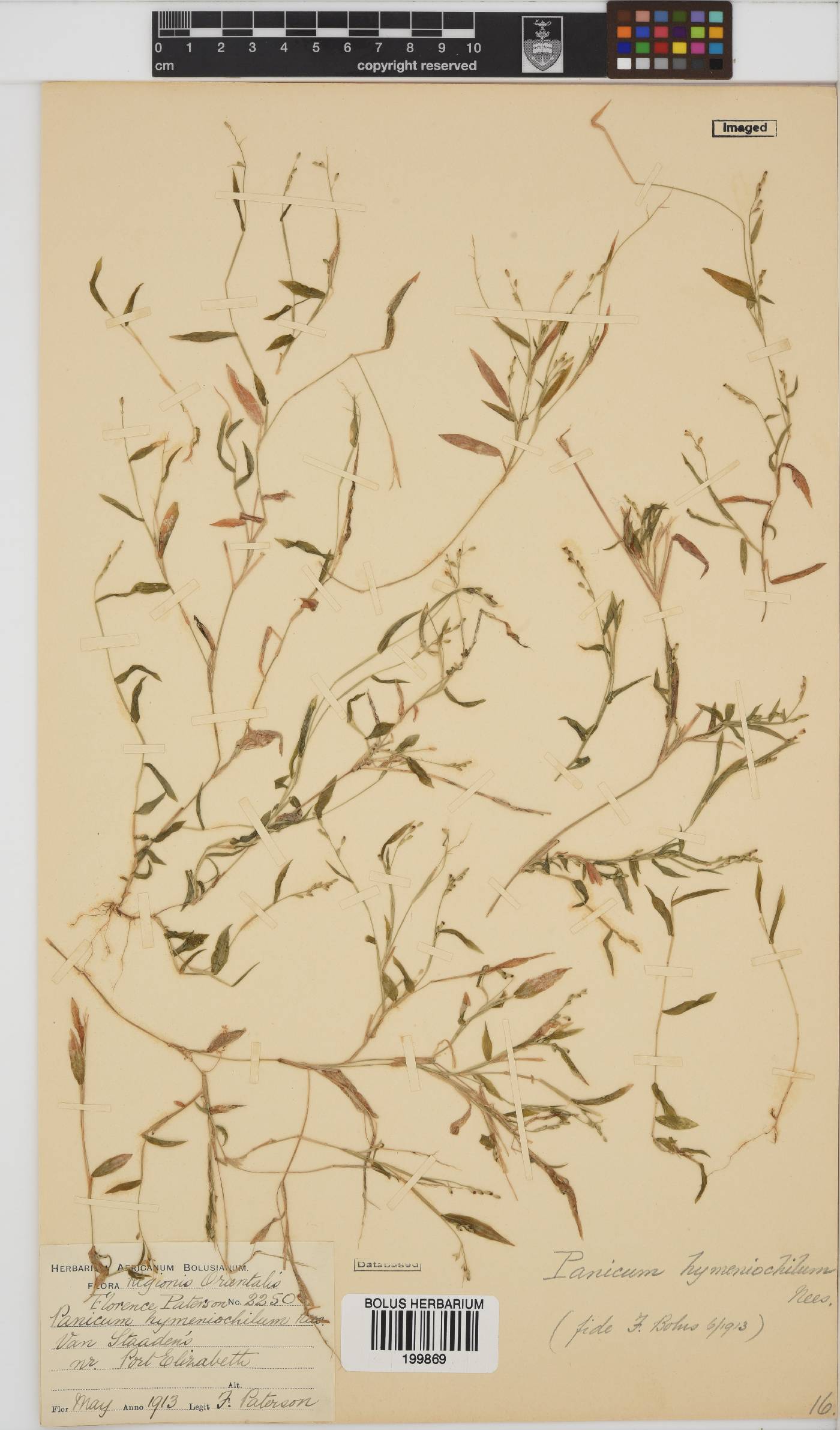 Panicum hymeniochilum image