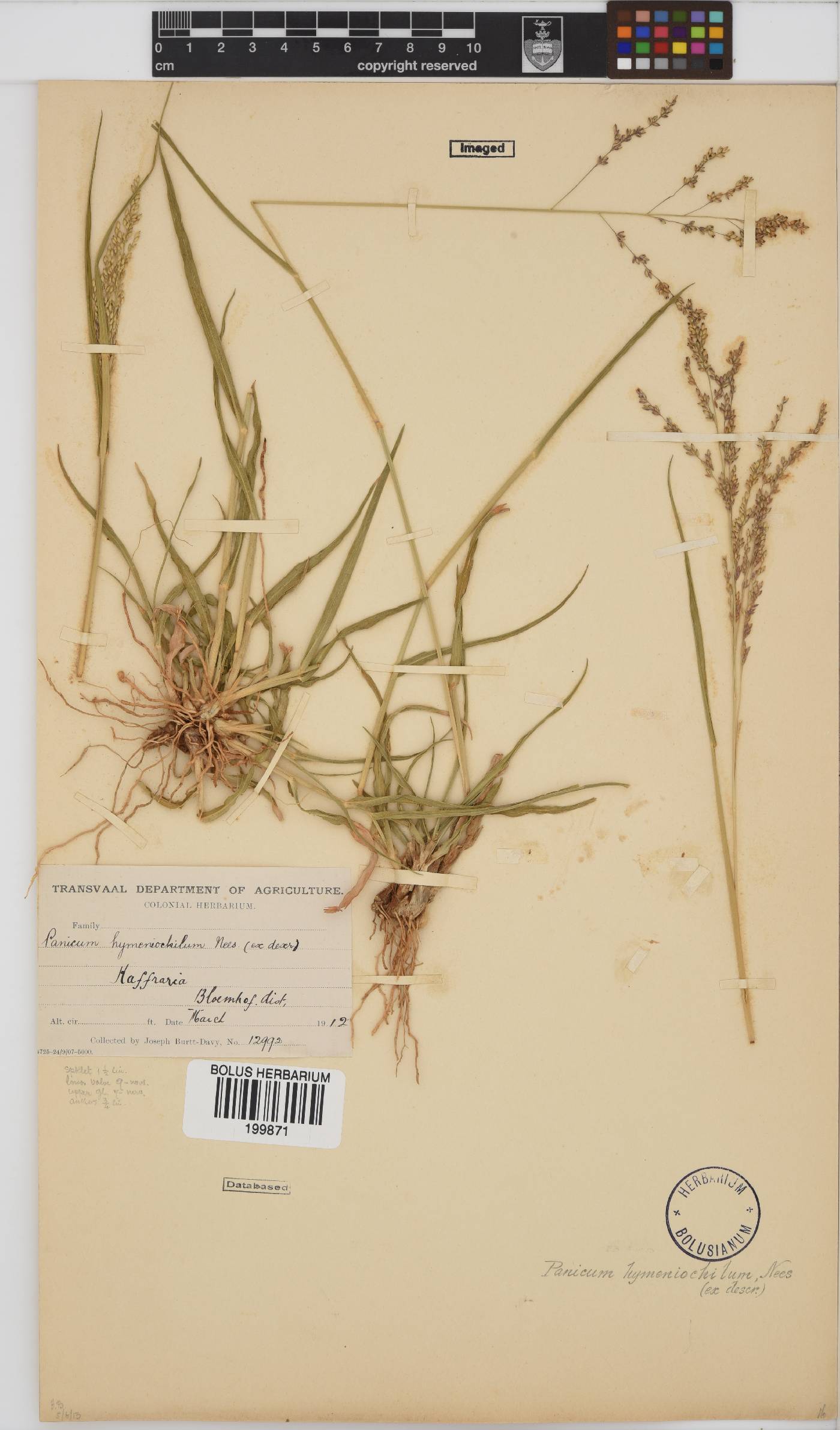 Panicum hymeniochilum image