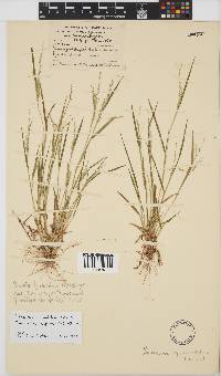 Panicum impeditum image