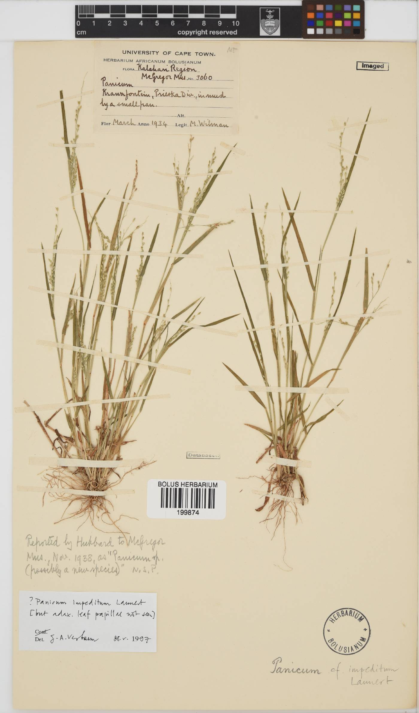 Panicum impeditum image