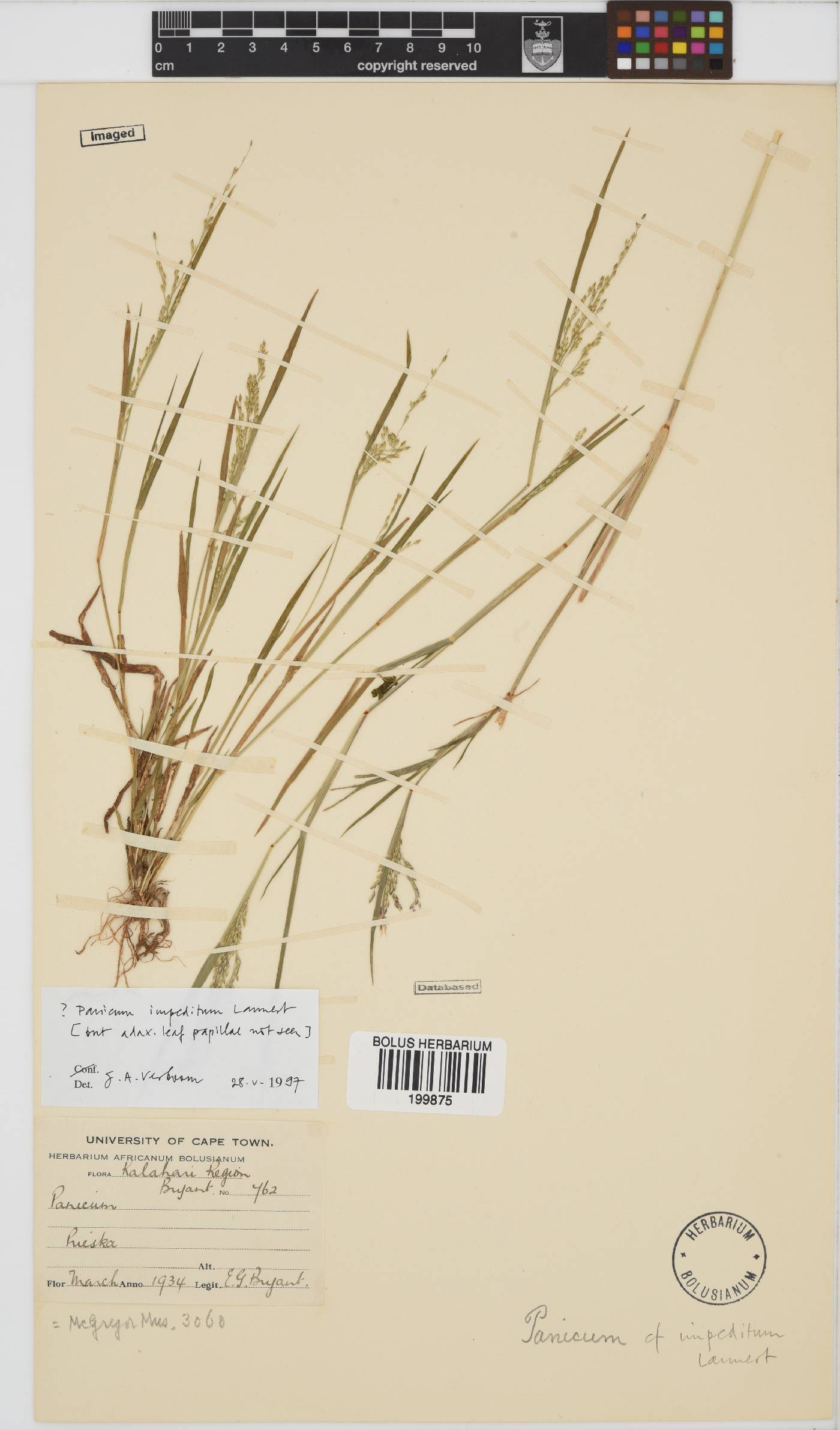 Panicum impeditum image