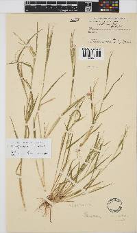 Panicum impeditum image