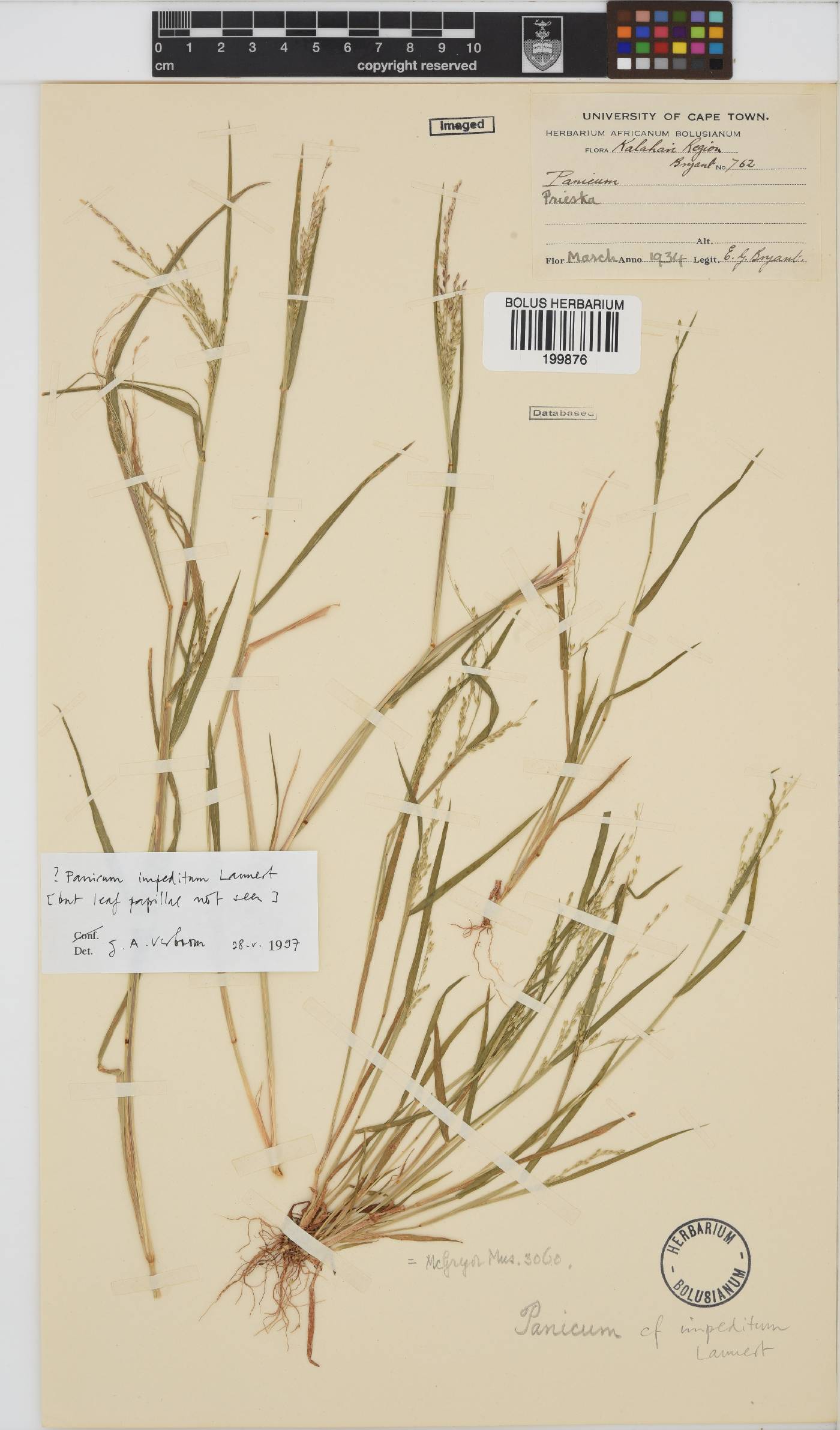 Panicum impeditum image