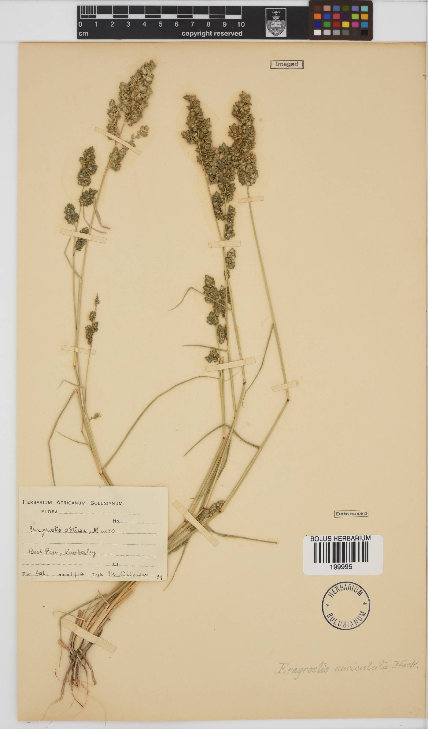 Eragrostis echinochloidea image
