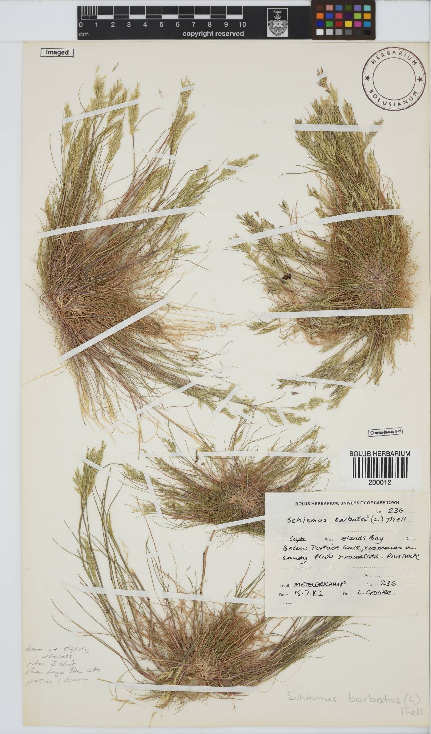 Schismus image