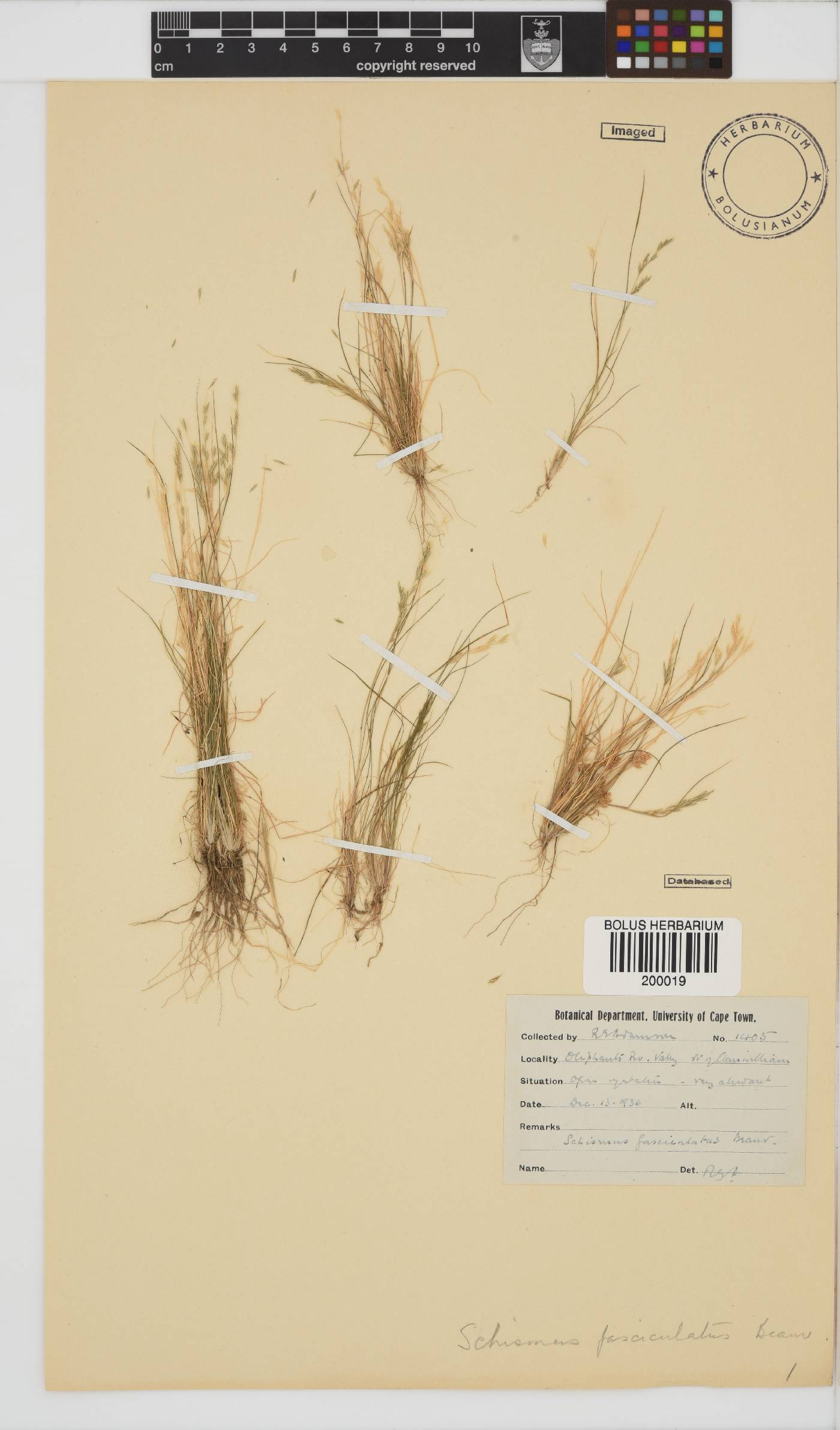 Schismus barbatus image