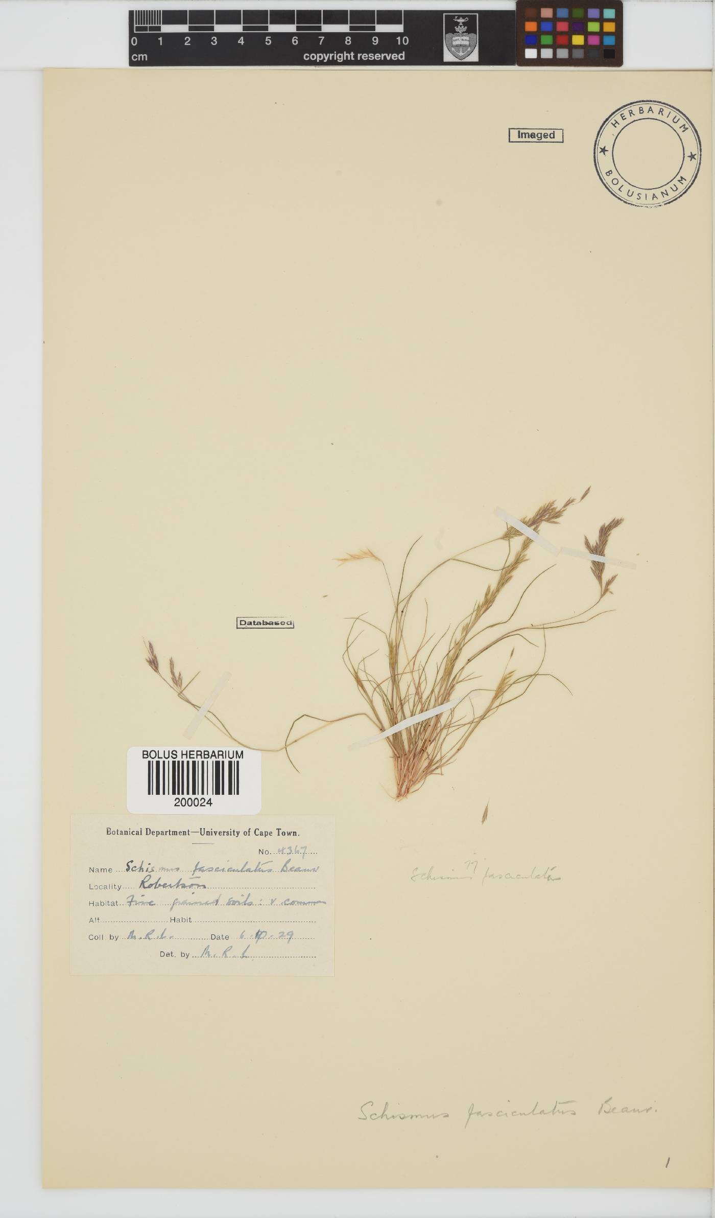 Schismus barbatus image