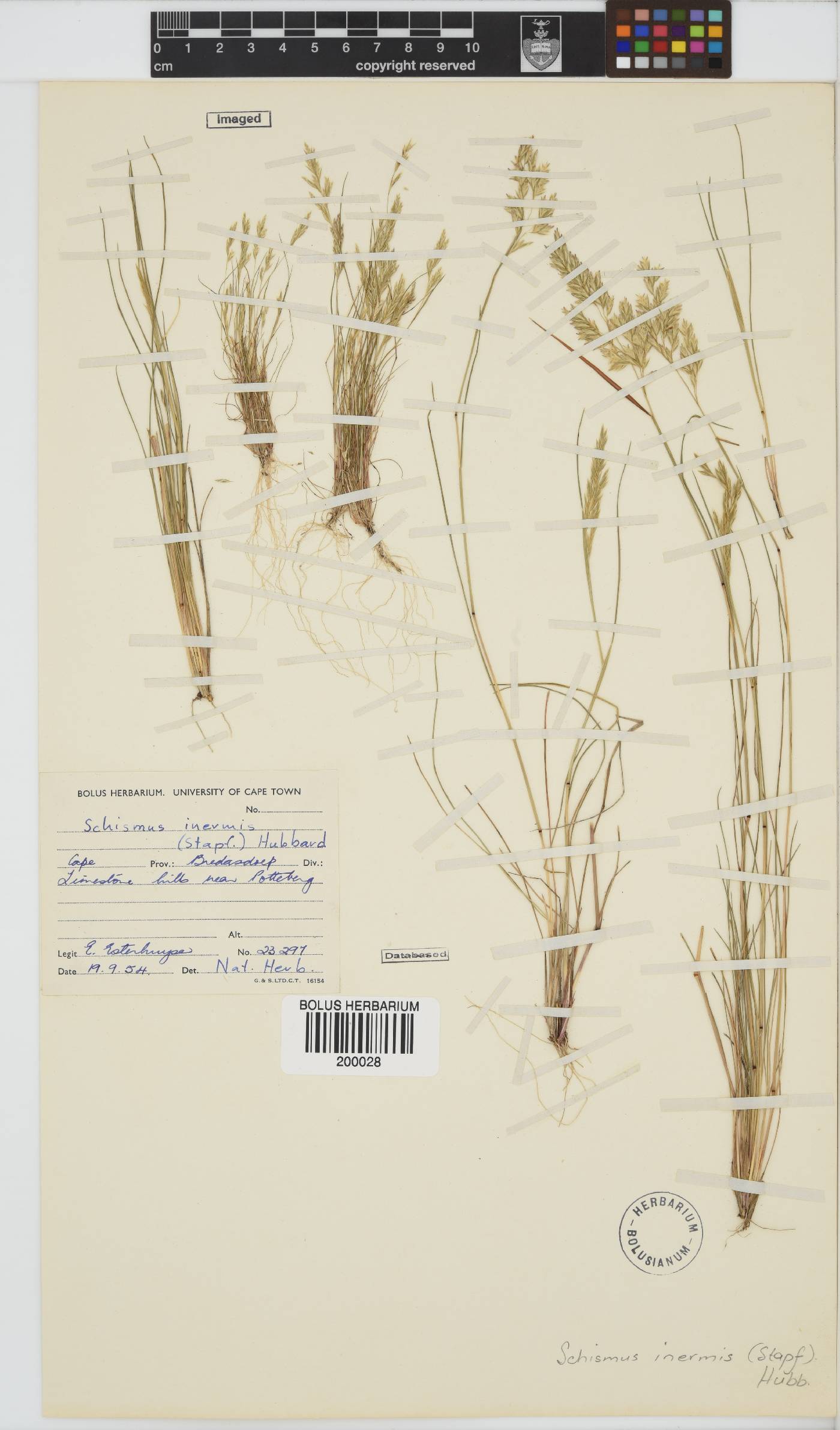 Schismus inermis image