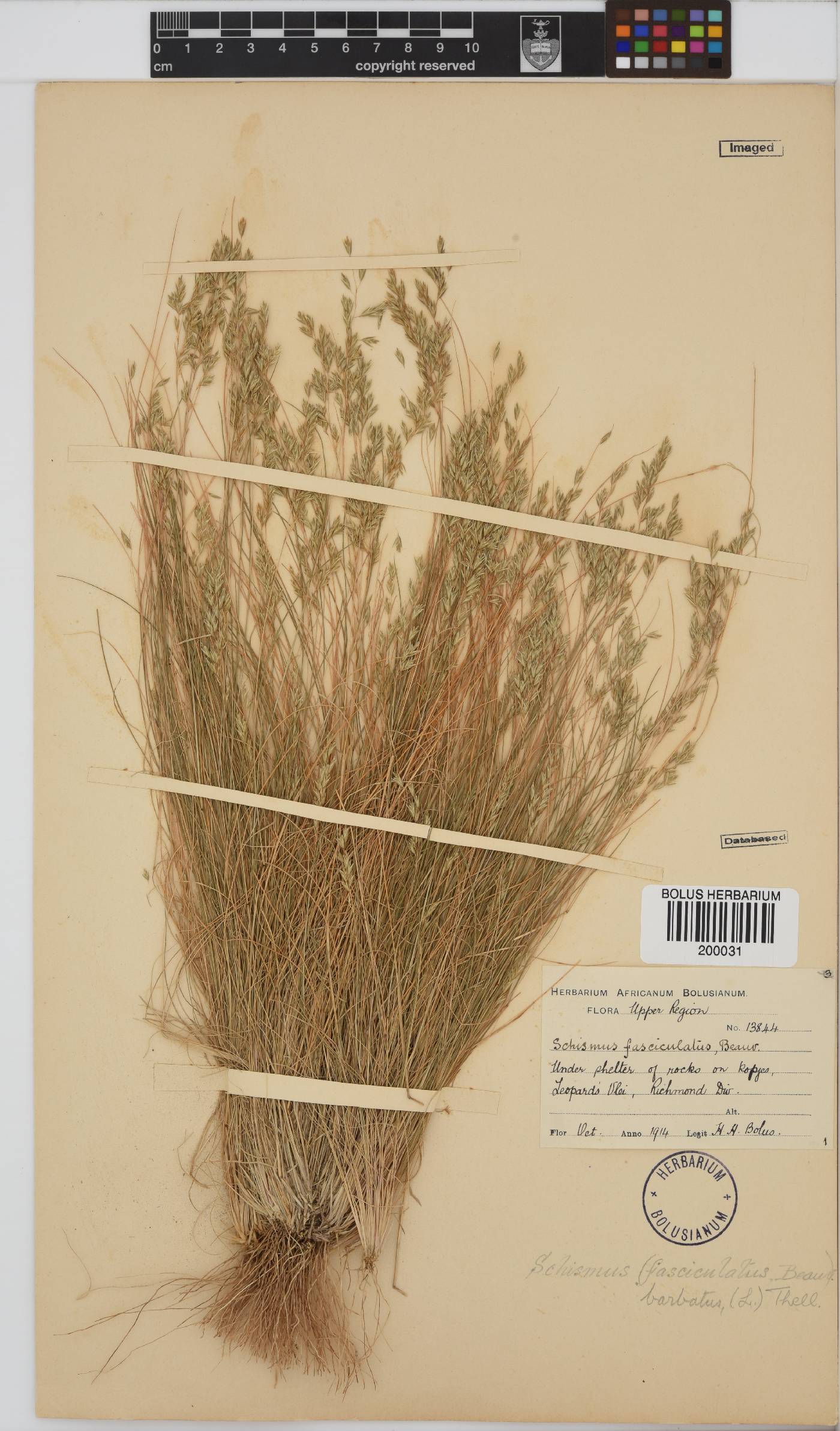 Schismus inermis image