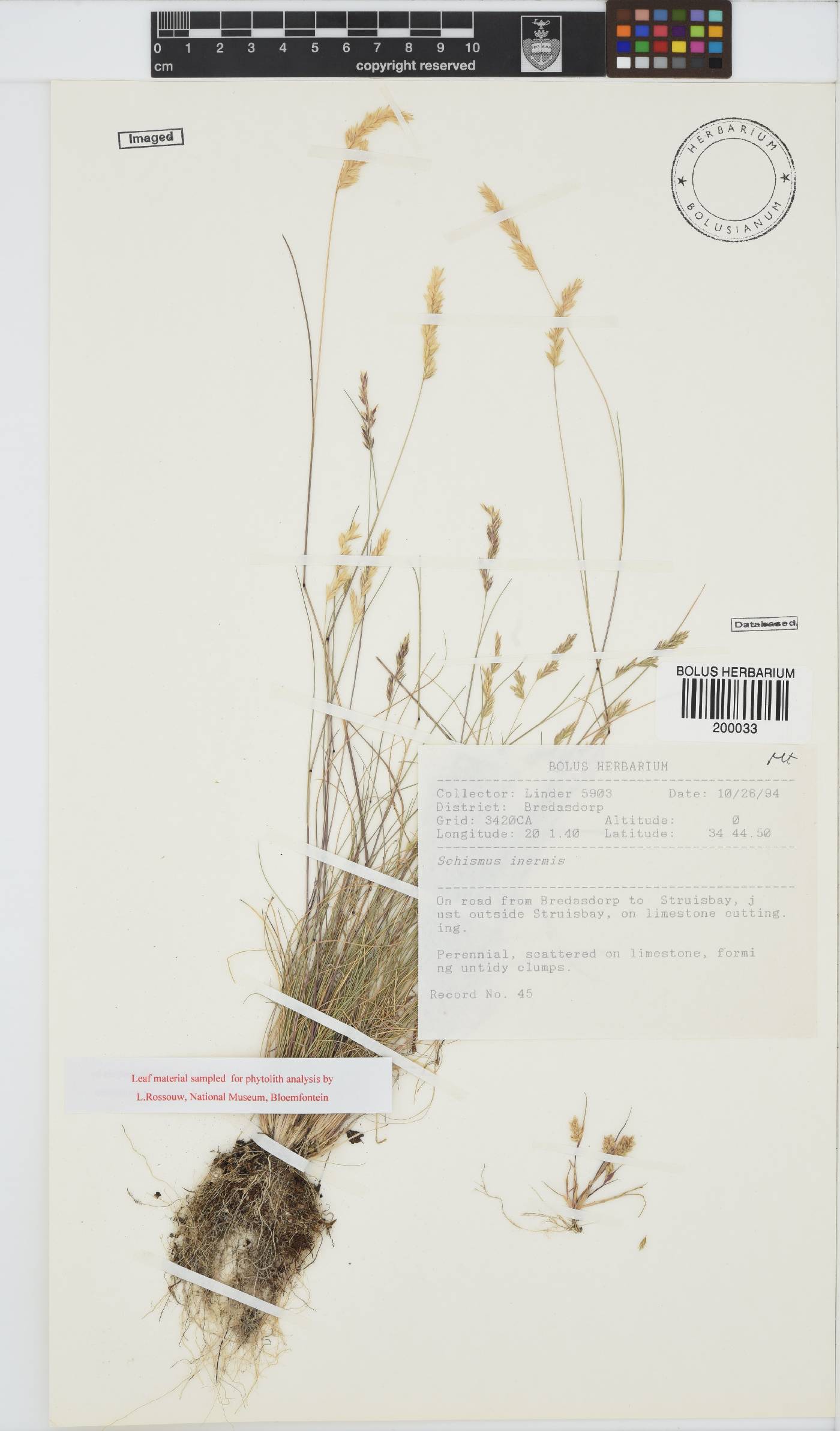 Schismus inermis image