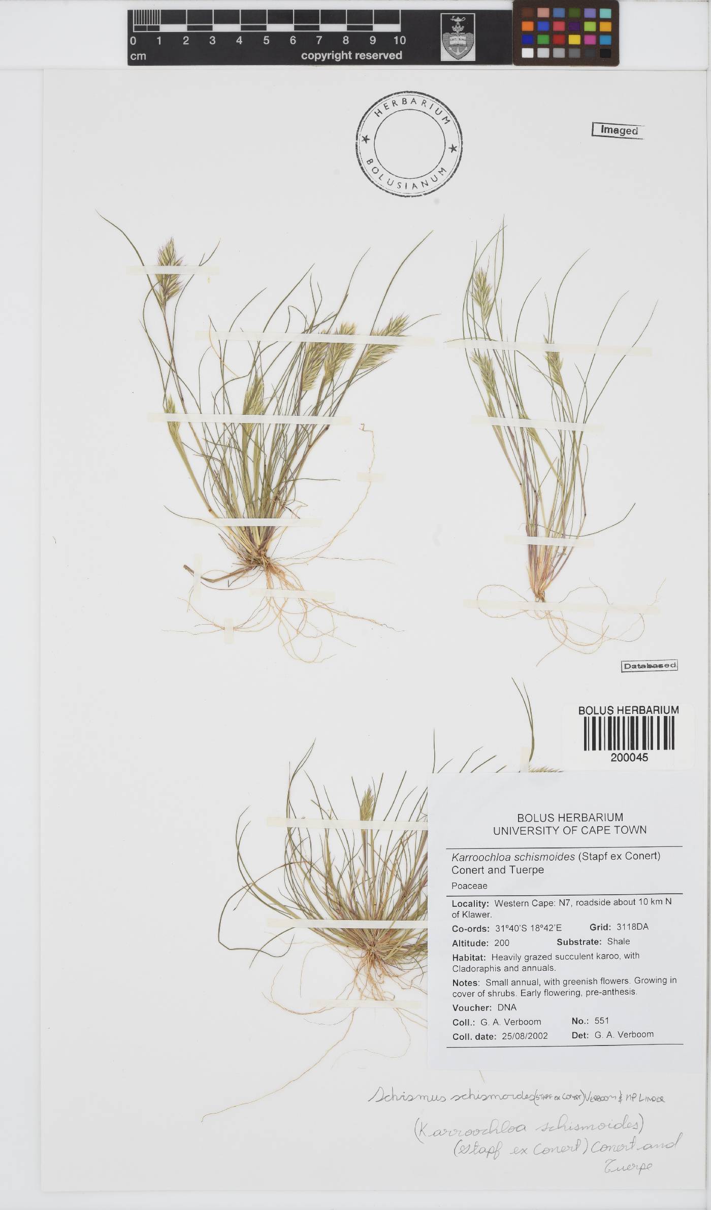 Schismus schismoides image