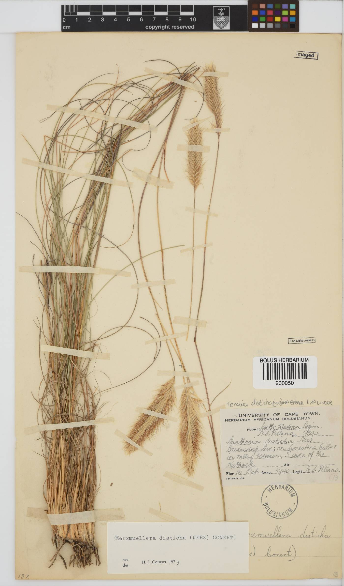 Tenaxia disticha image