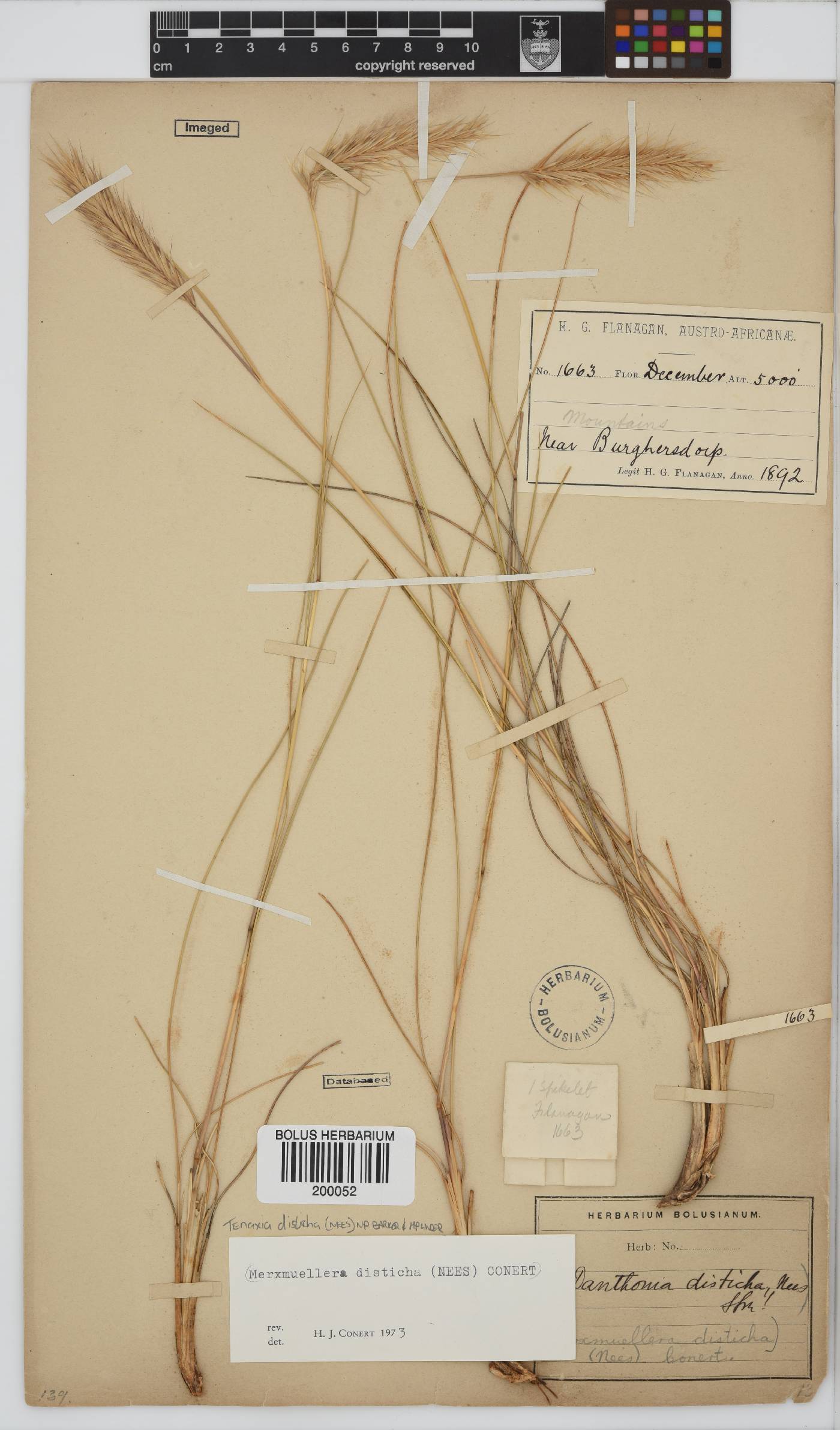 Tenaxia disticha image