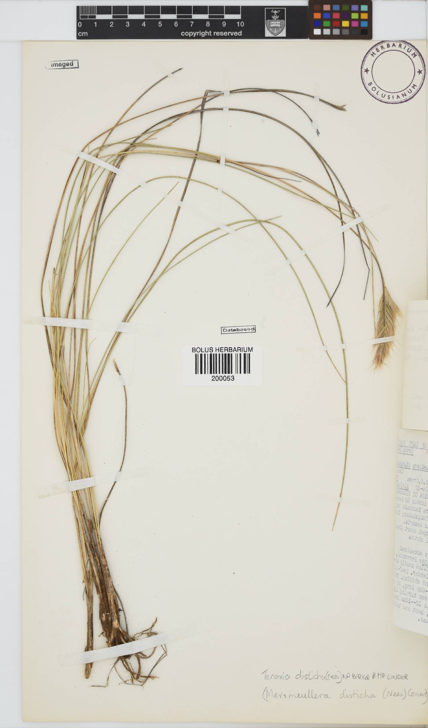 Tenaxia disticha image