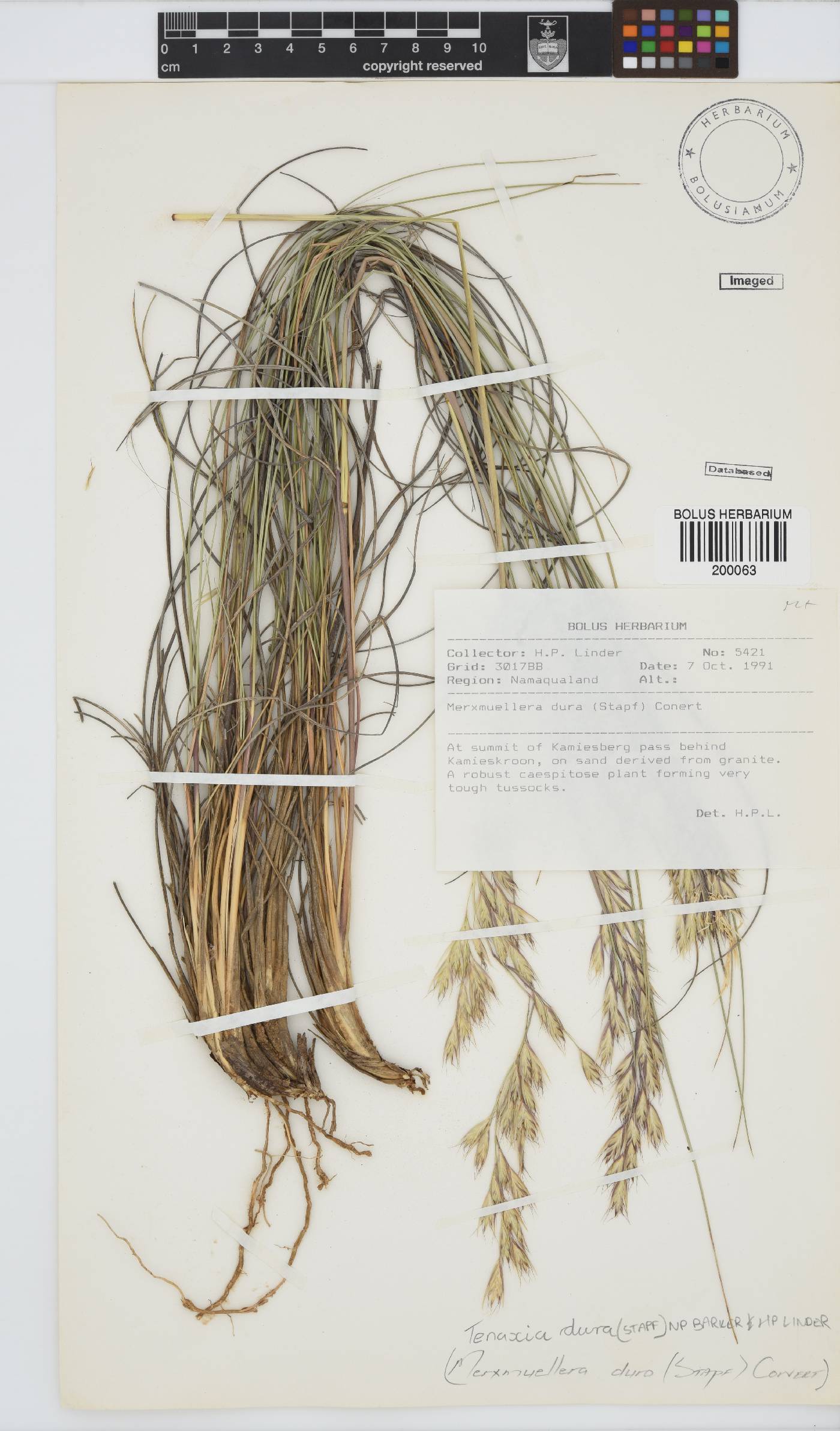 Tenaxia dura image