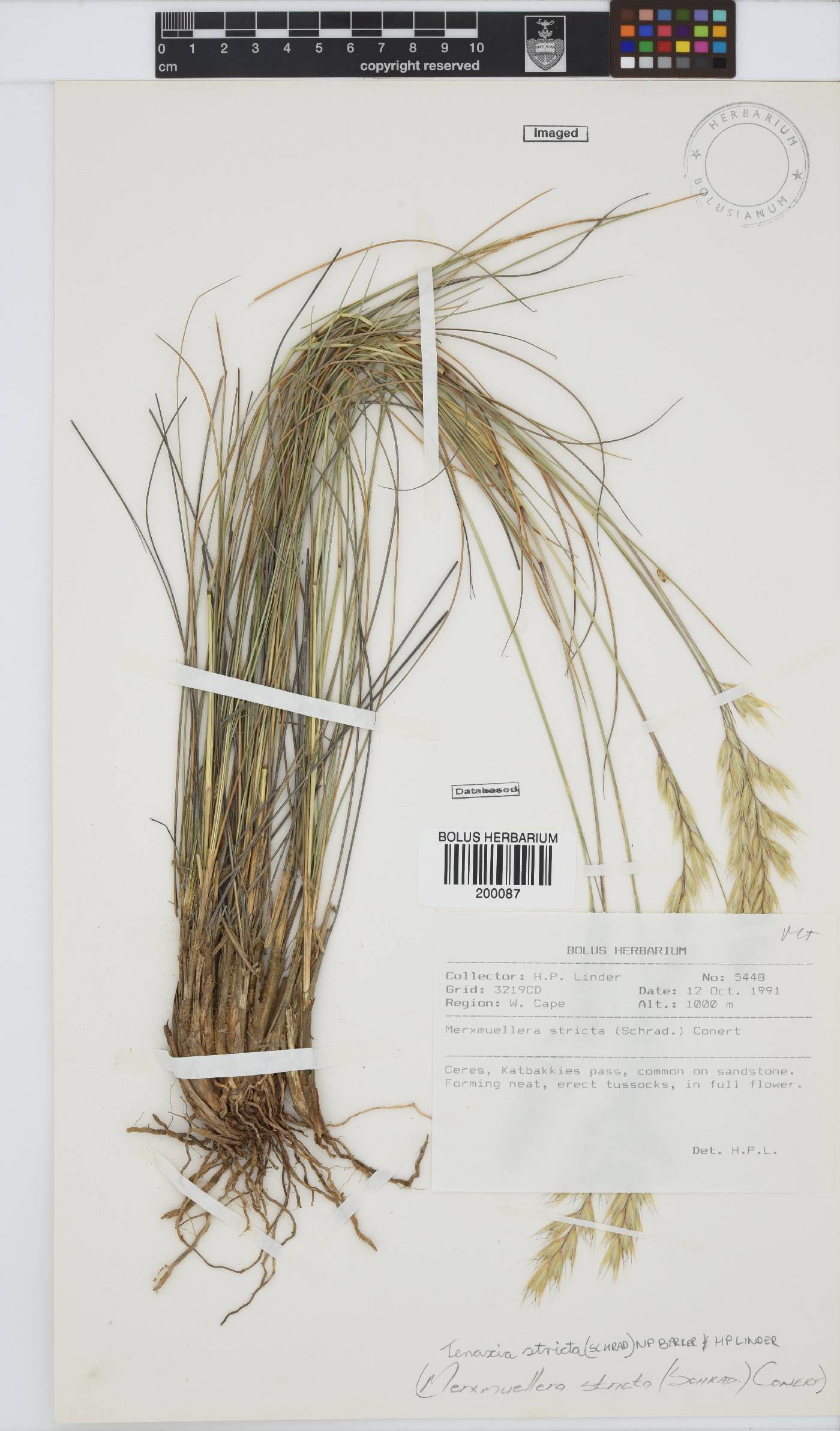 Tenaxia stricta image