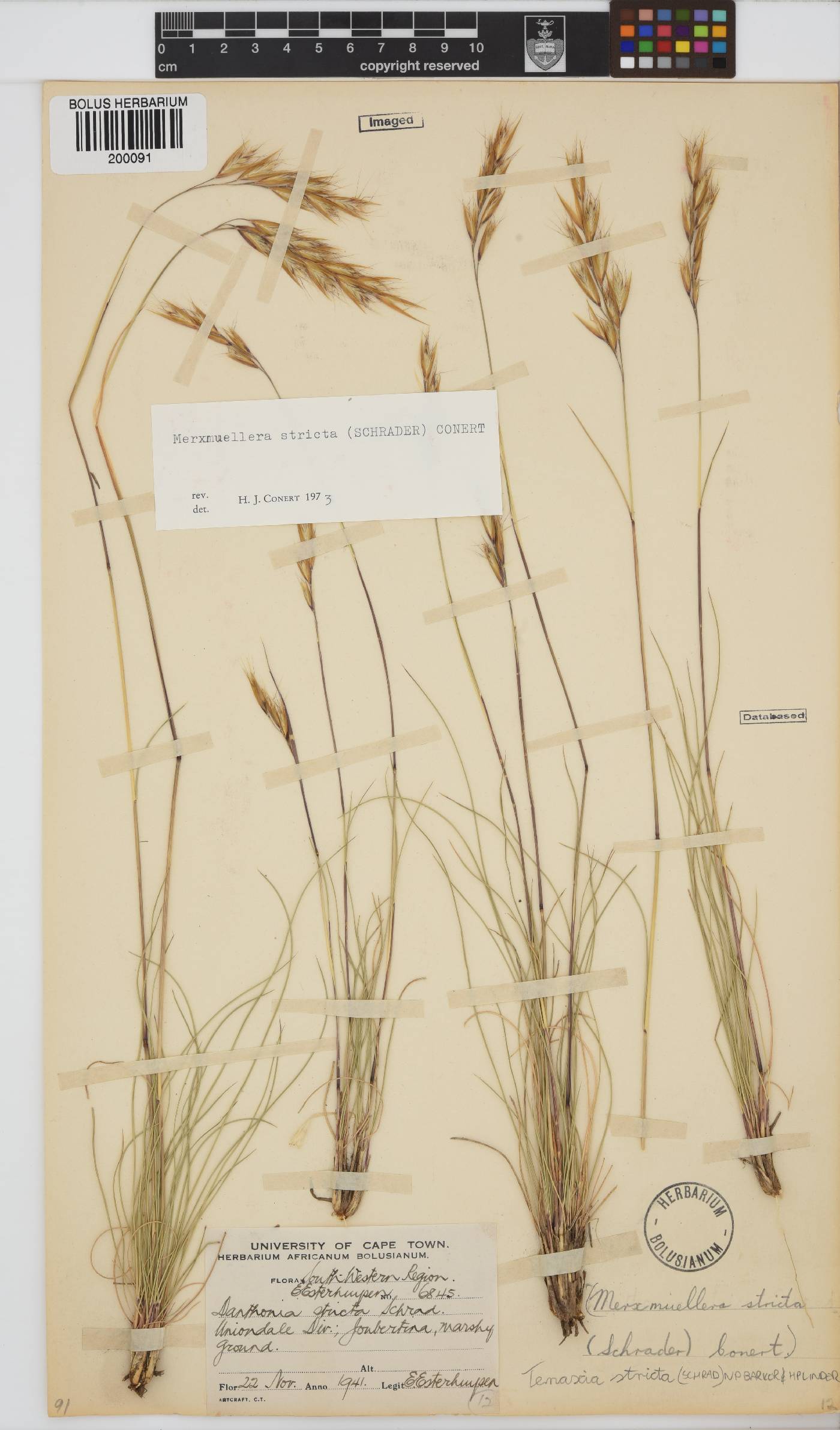 Tenaxia image