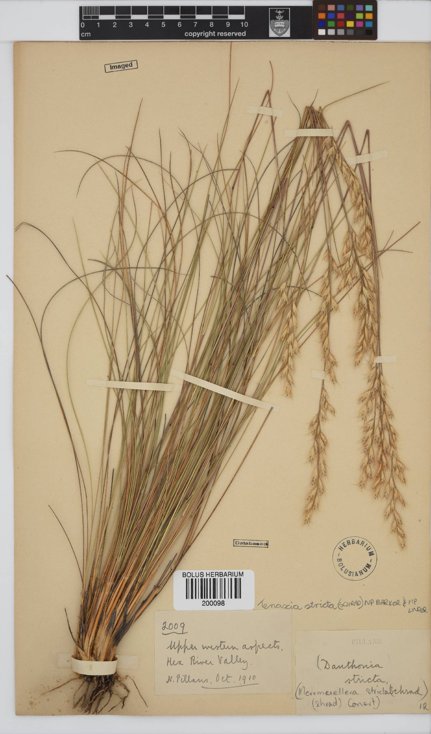 Tenaxia stricta image