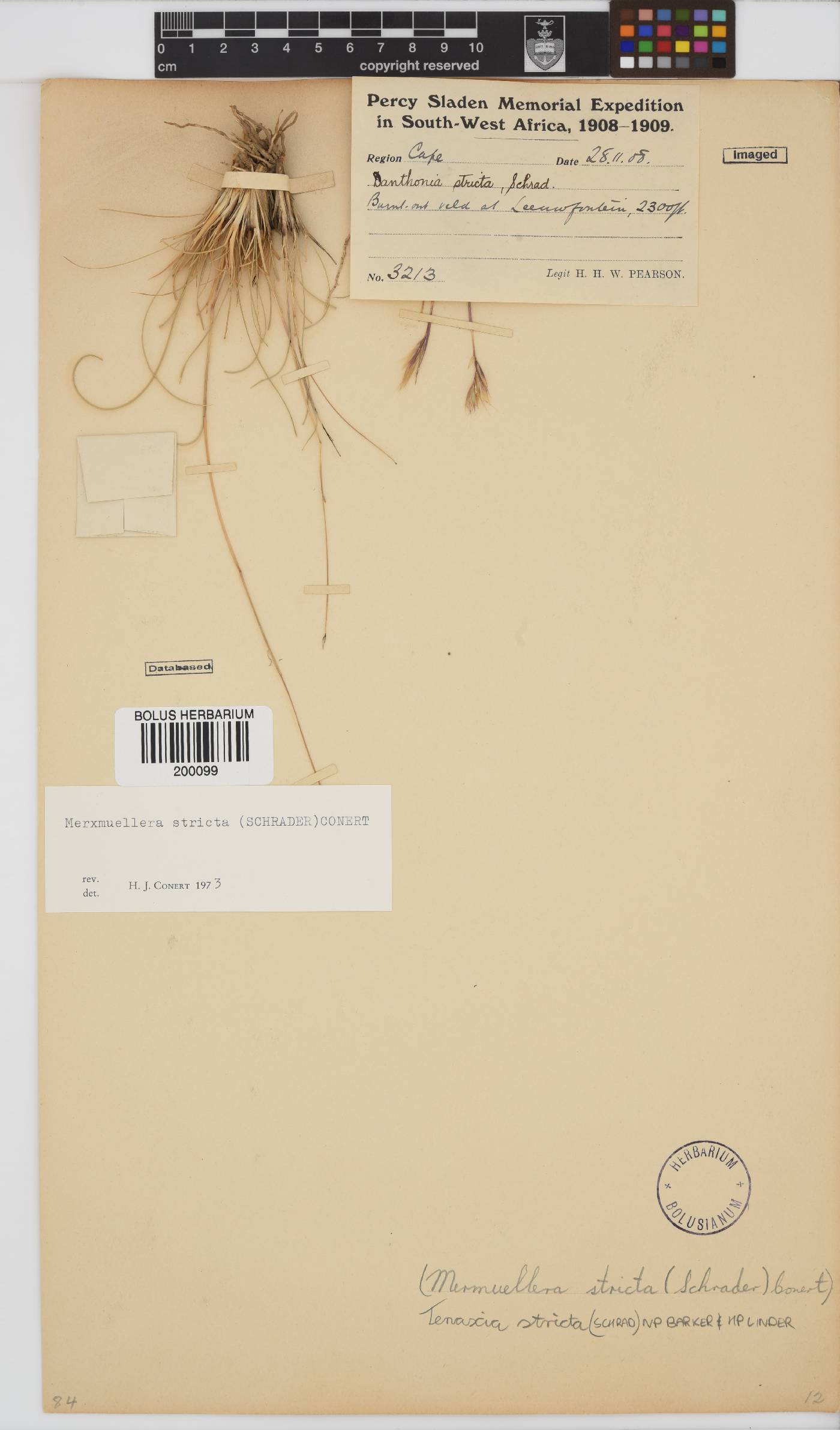 Tenaxia stricta image