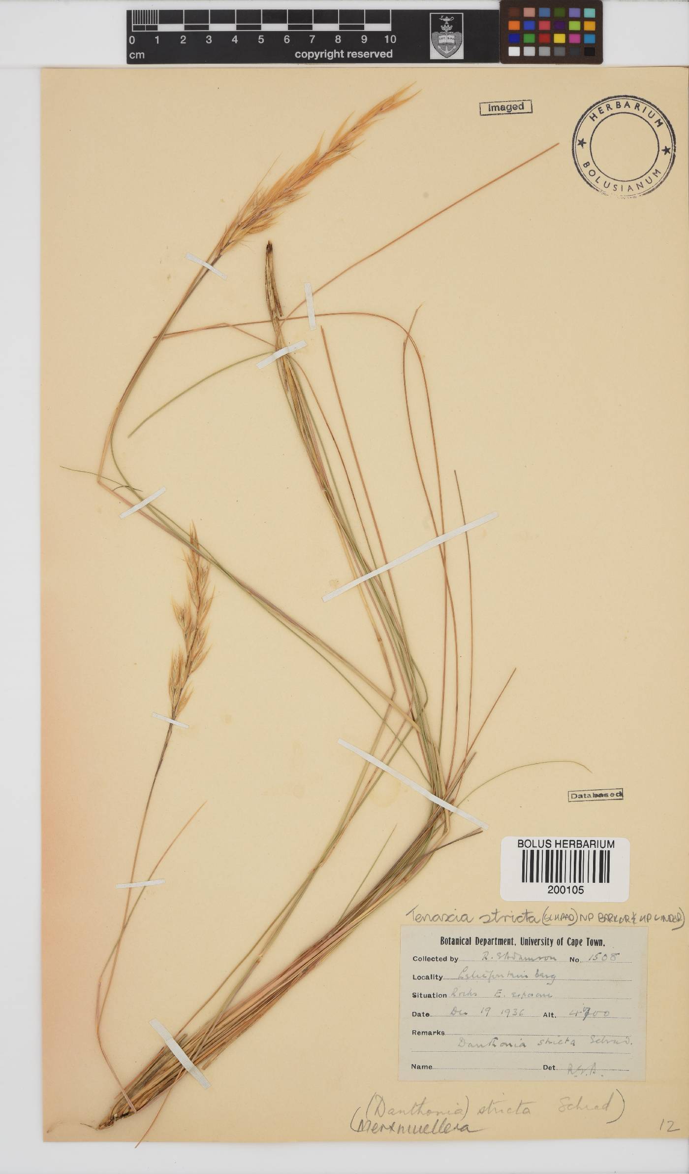Tenaxia image