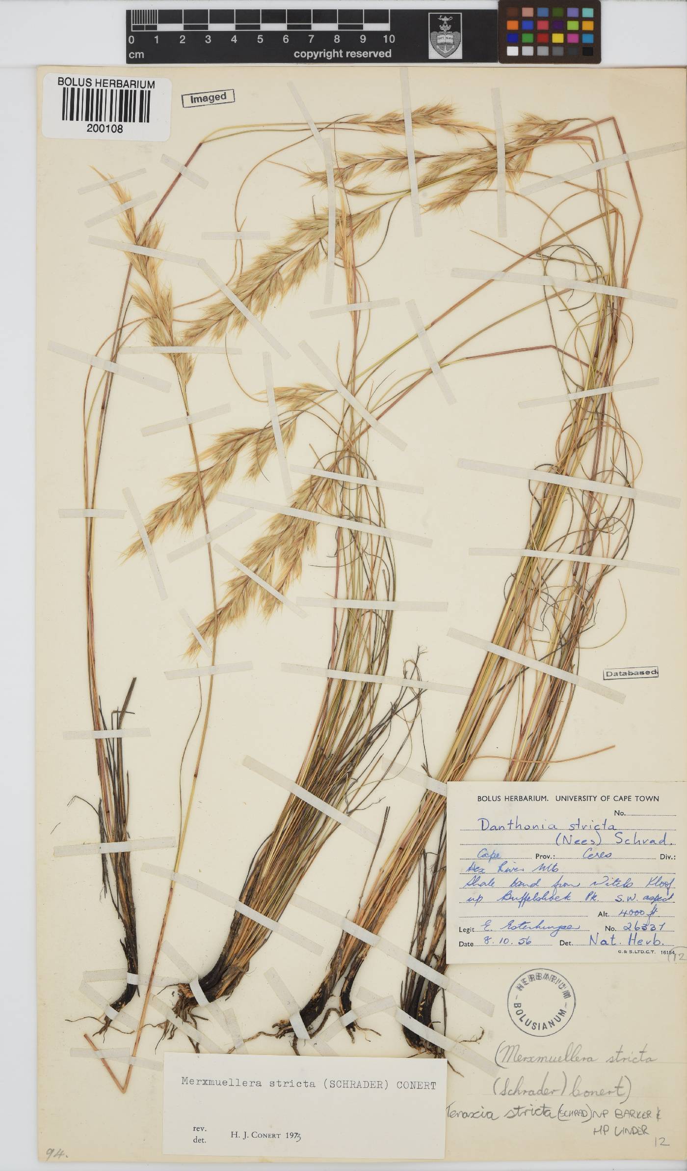 Tenaxia stricta image