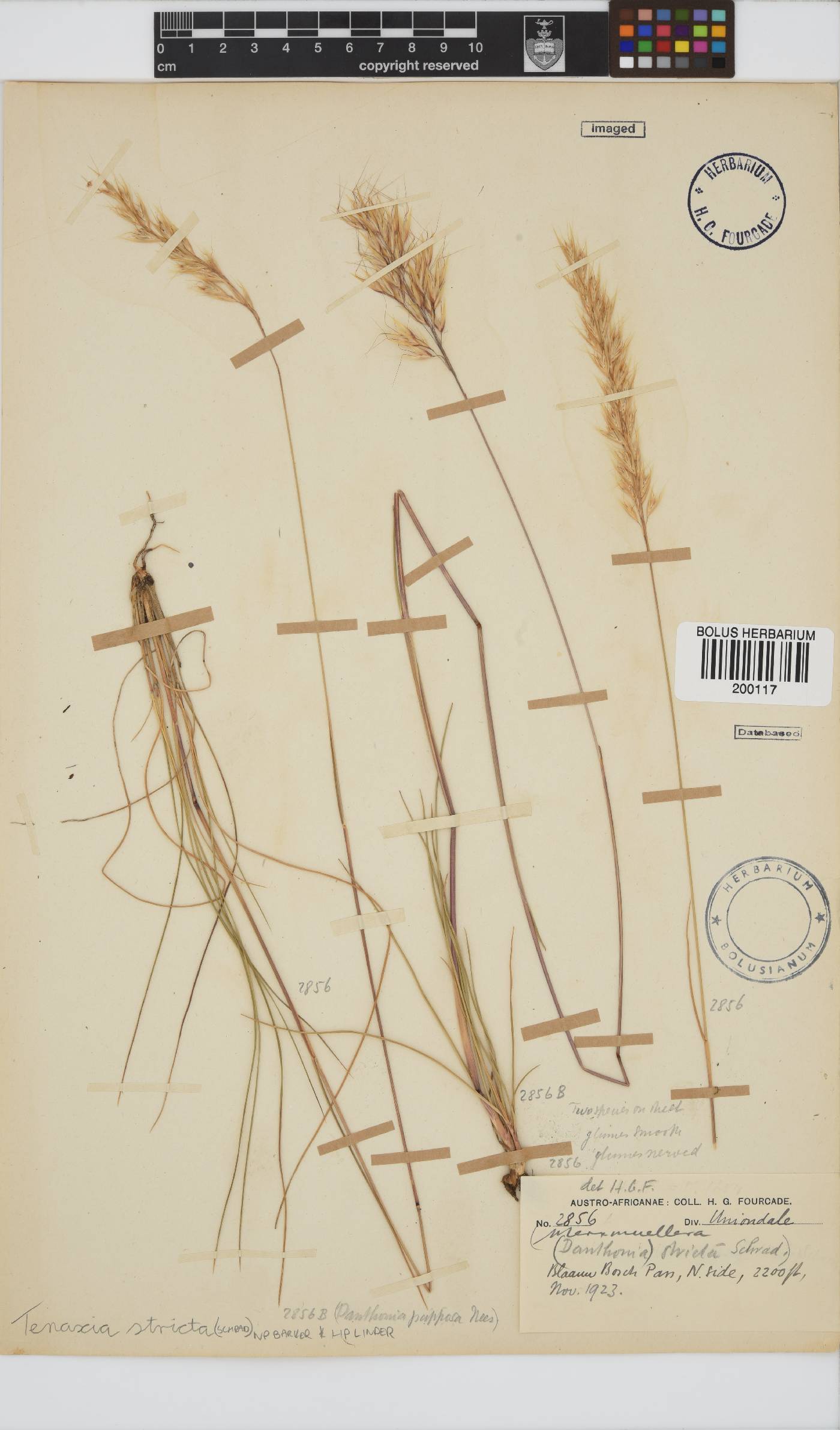 Tenaxia stricta image