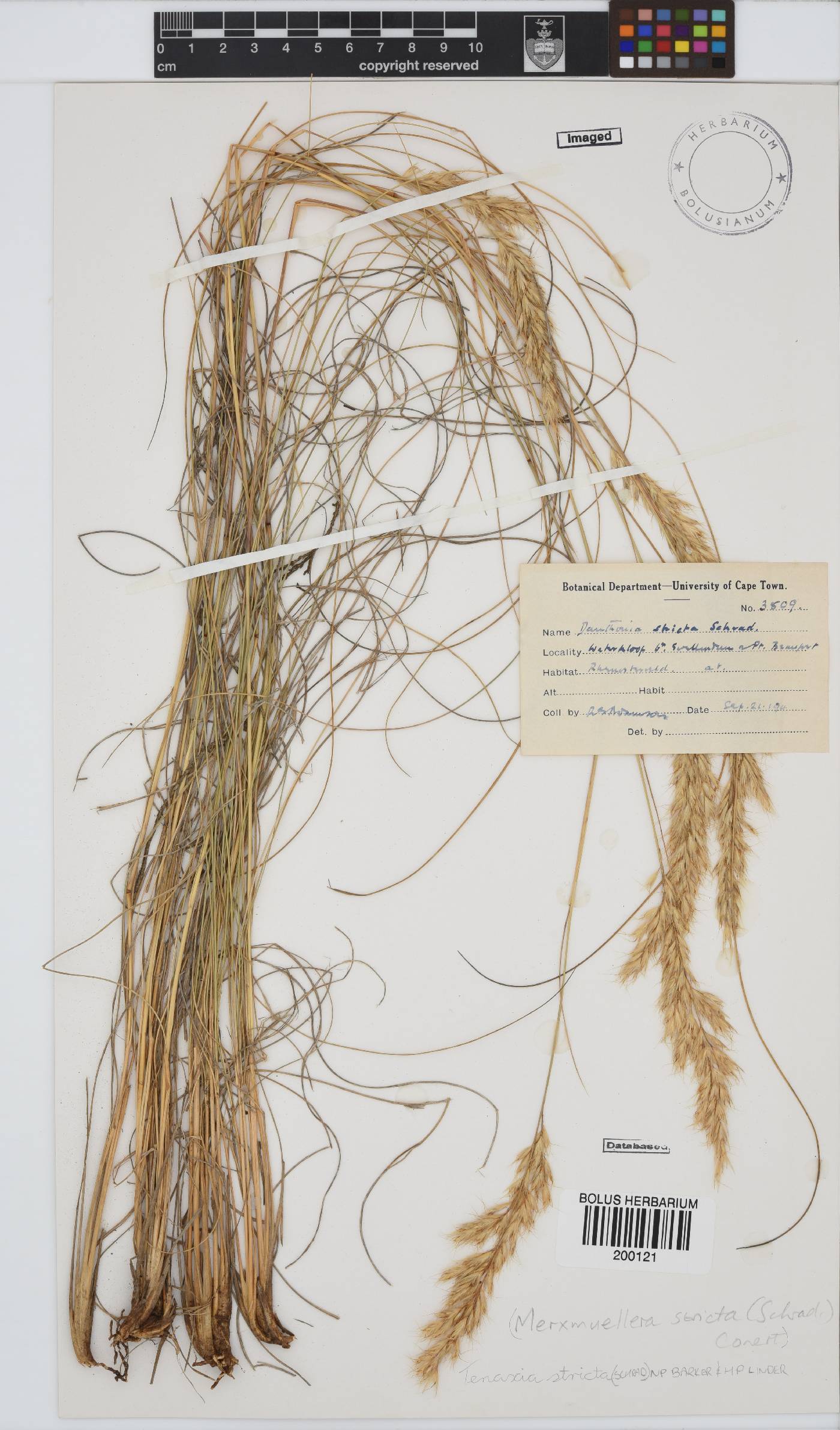 Tenaxia stricta image