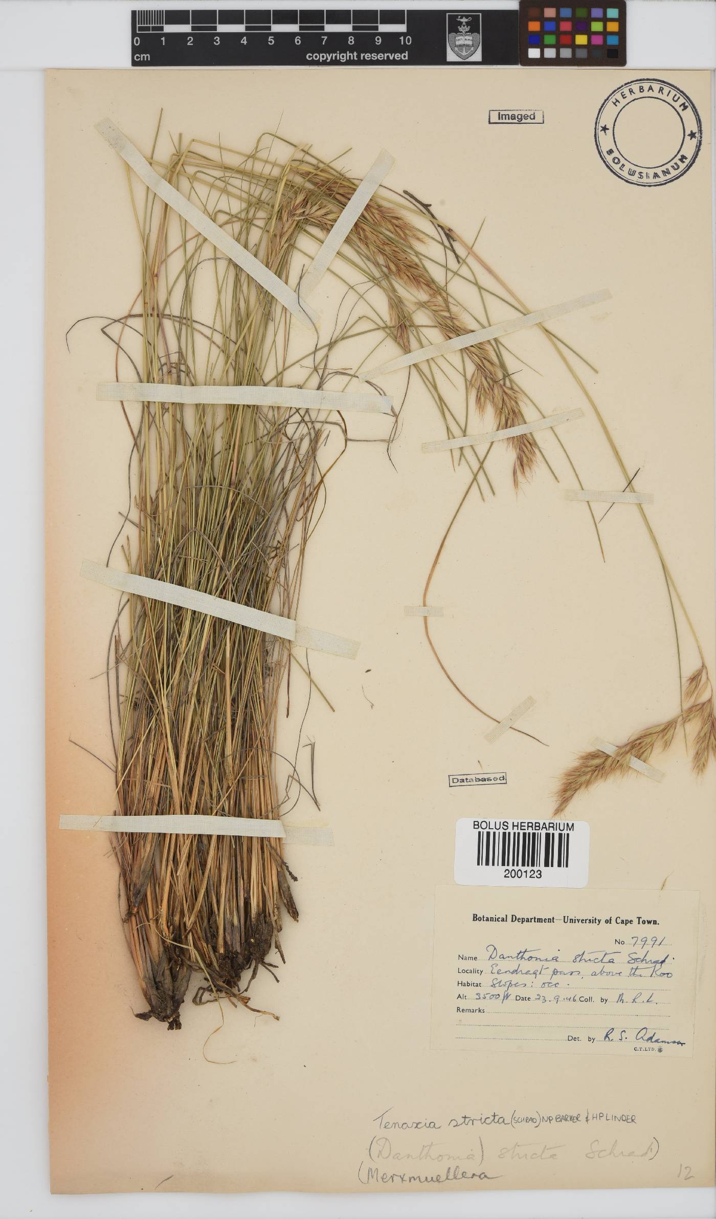 Tenaxia stricta image
