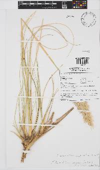 Ellisochloa papposa image