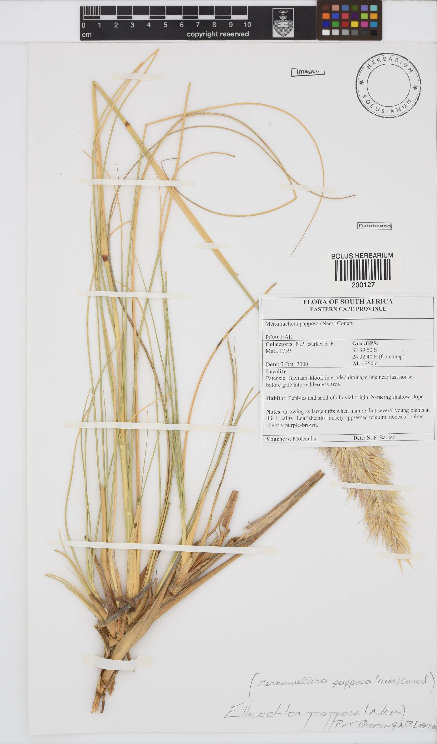 Ellisochloa papposa image