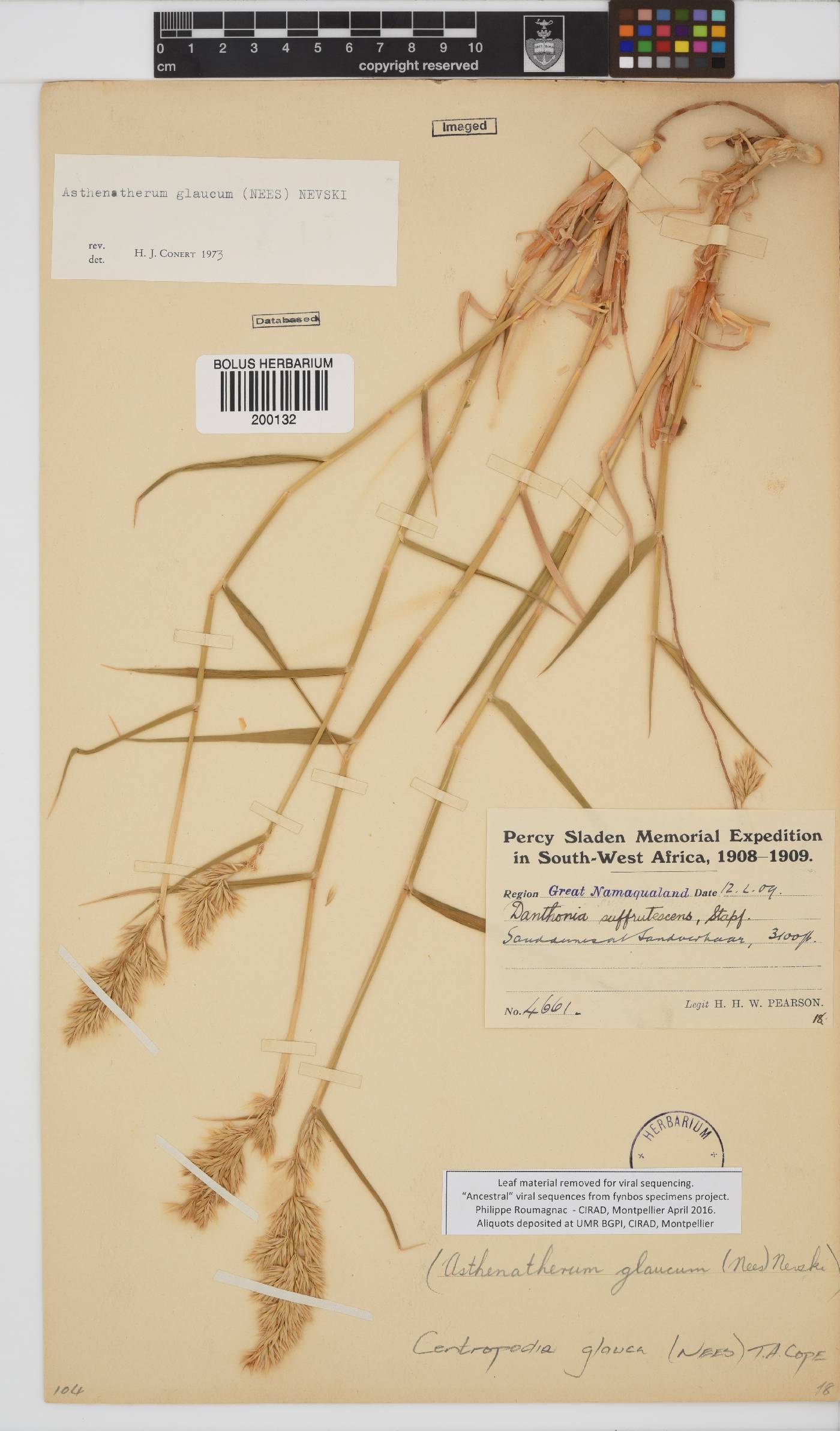 Centropodia glauca image