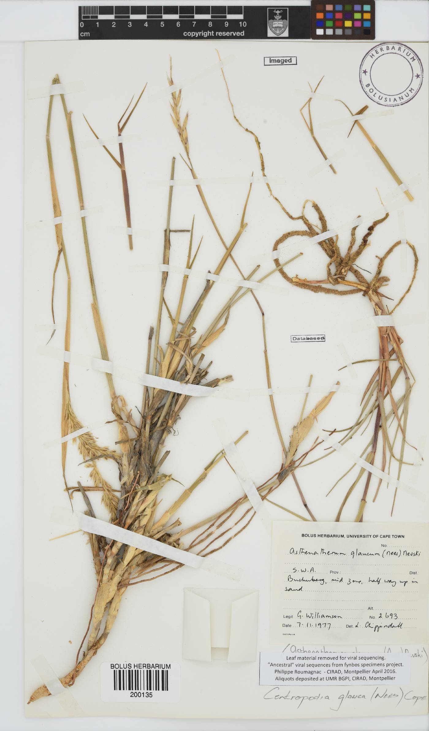 Centropodia glauca image