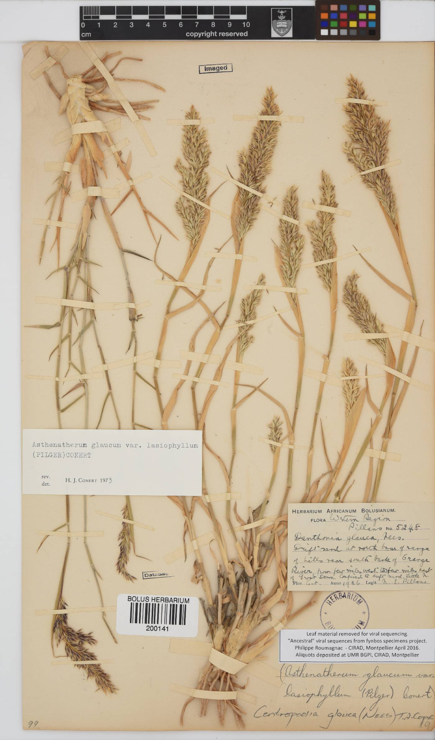 Centropodia glauca image