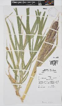 Arundo donax image