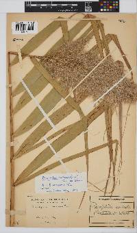 Phragmites australis image