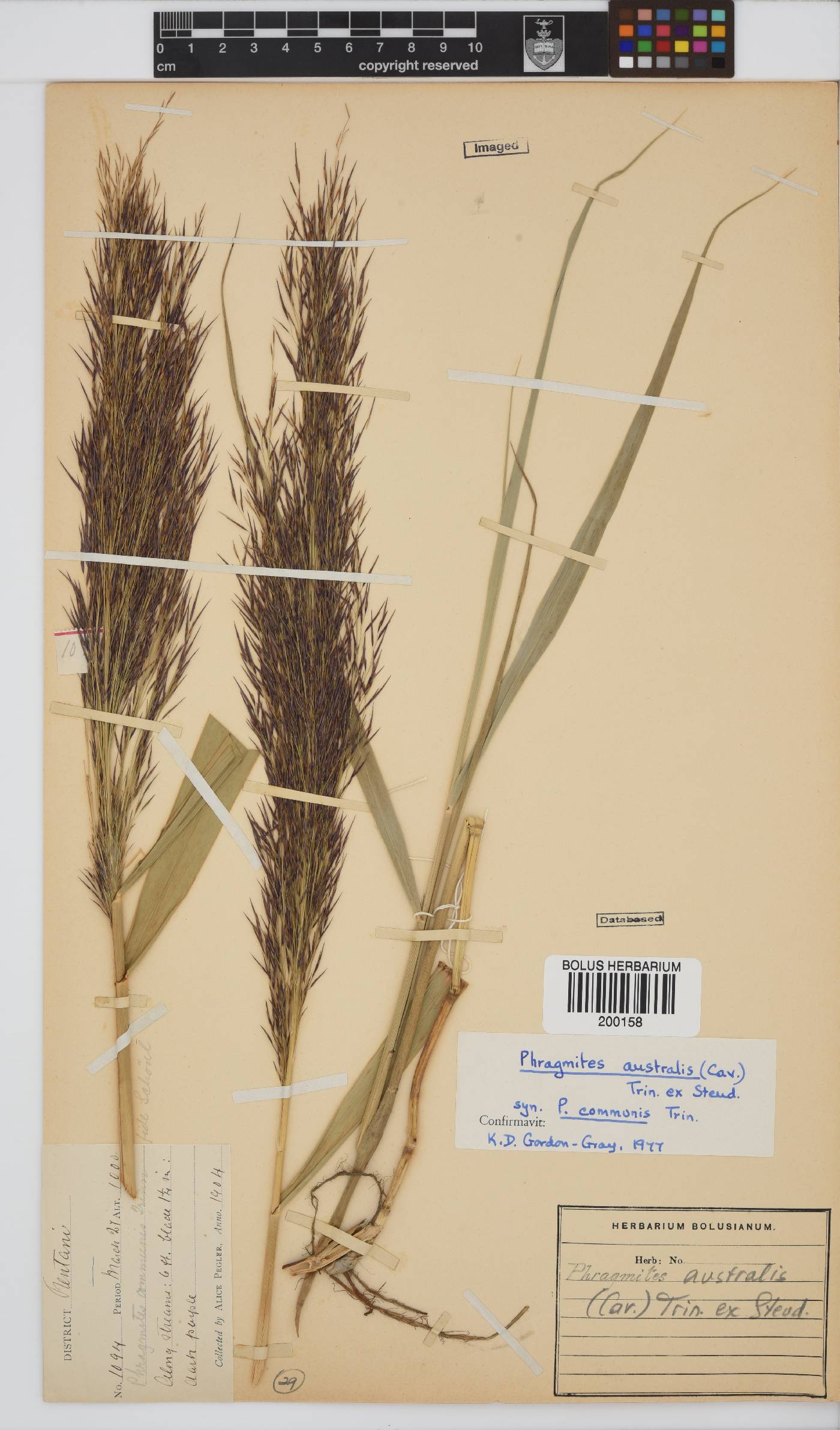Phragmites image