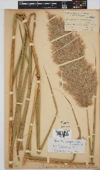 Phragmites australis image