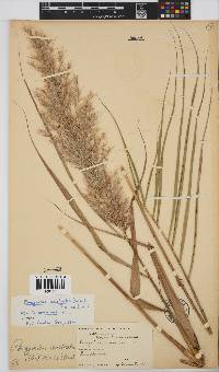 Phragmites australis image