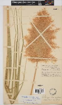 Phragmites australis image