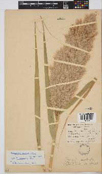 Phragmites australis image