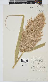 Phragmites australis image