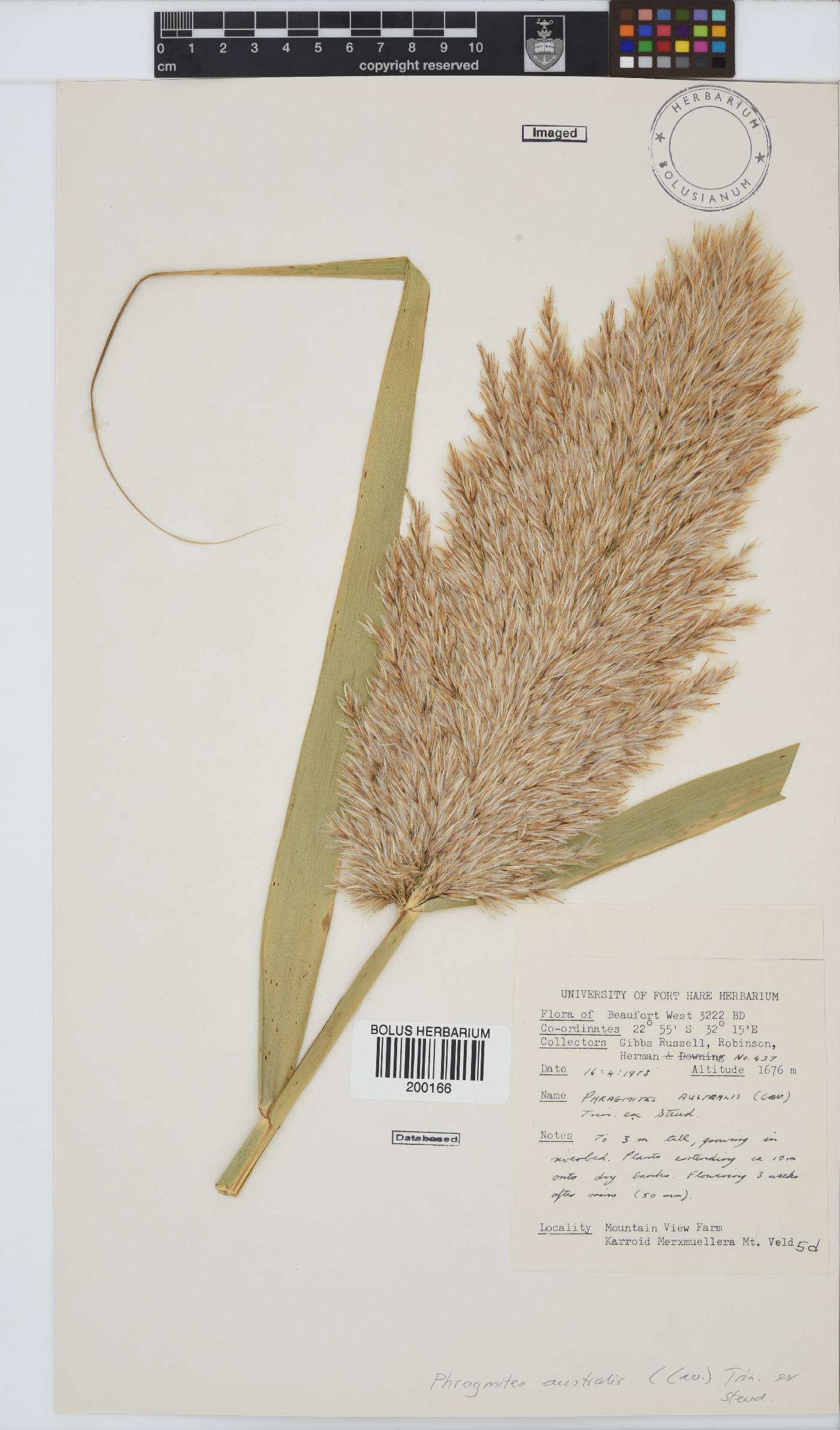 Phragmites australis image