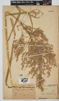 Phragmites australis image