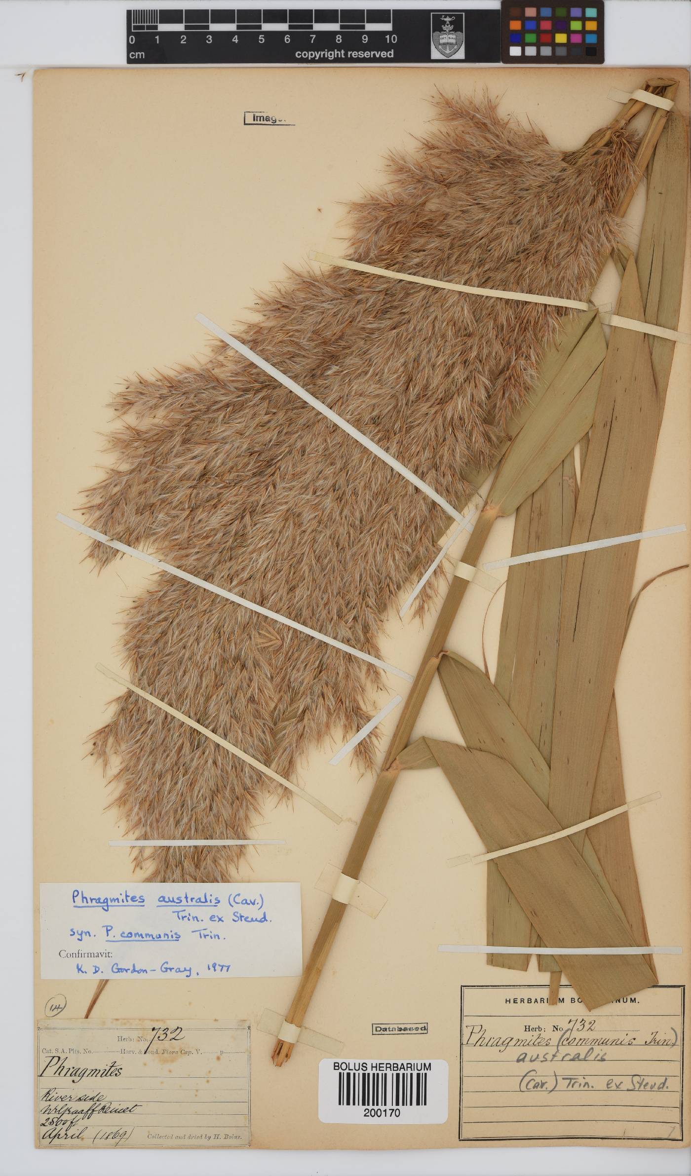 Phragmites image